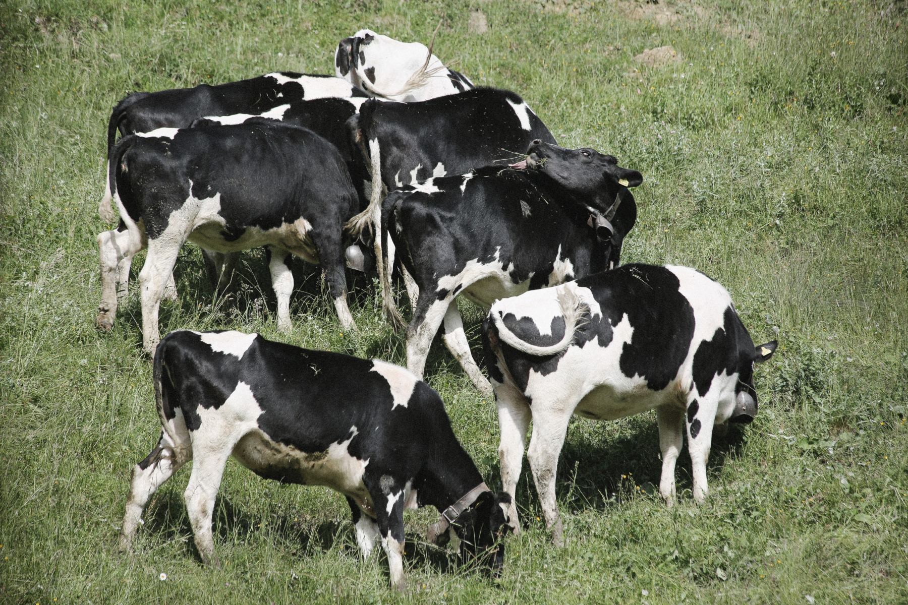 Samuel Rey - VACHES FRIBOURGEOISES